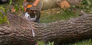 Best Tree Disease Treatment  in Miramar, FL