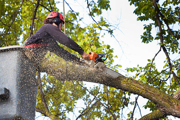 Professional Tree Care  in Miramar, FL